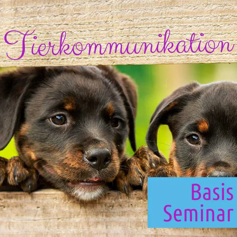 Basis Seminar Tierkommunikation in  83527 Haag