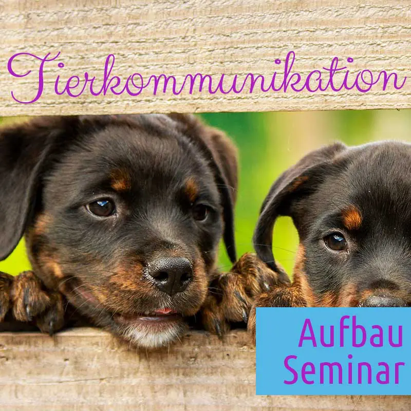 Aufbau Seminar Tierkommunikation in 83527 Haag