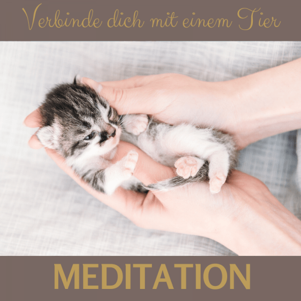 Meditation verbinde dich mit deinem Tier